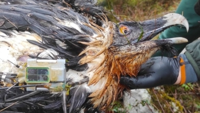 Muere envenenado el quebrantahuesos 'Centenario', la esperanza de la especie en los Picos de Europa