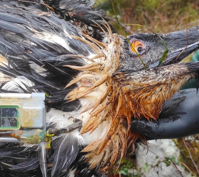 Muere envenenado el quebrantahuesos 'Centenario', la esperanza de la especie en los Picos de Europa
