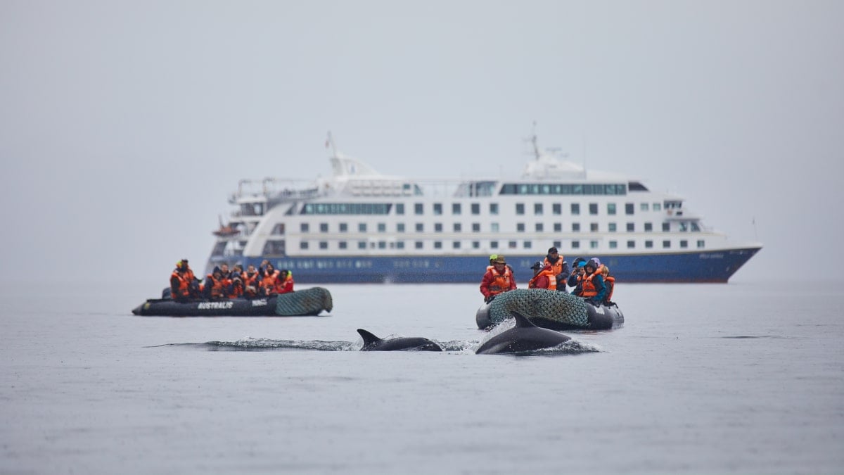 La Isla Carlos III es uno de los mejores puntos del extremo sur para el avistamiento de ballenas francas australes.