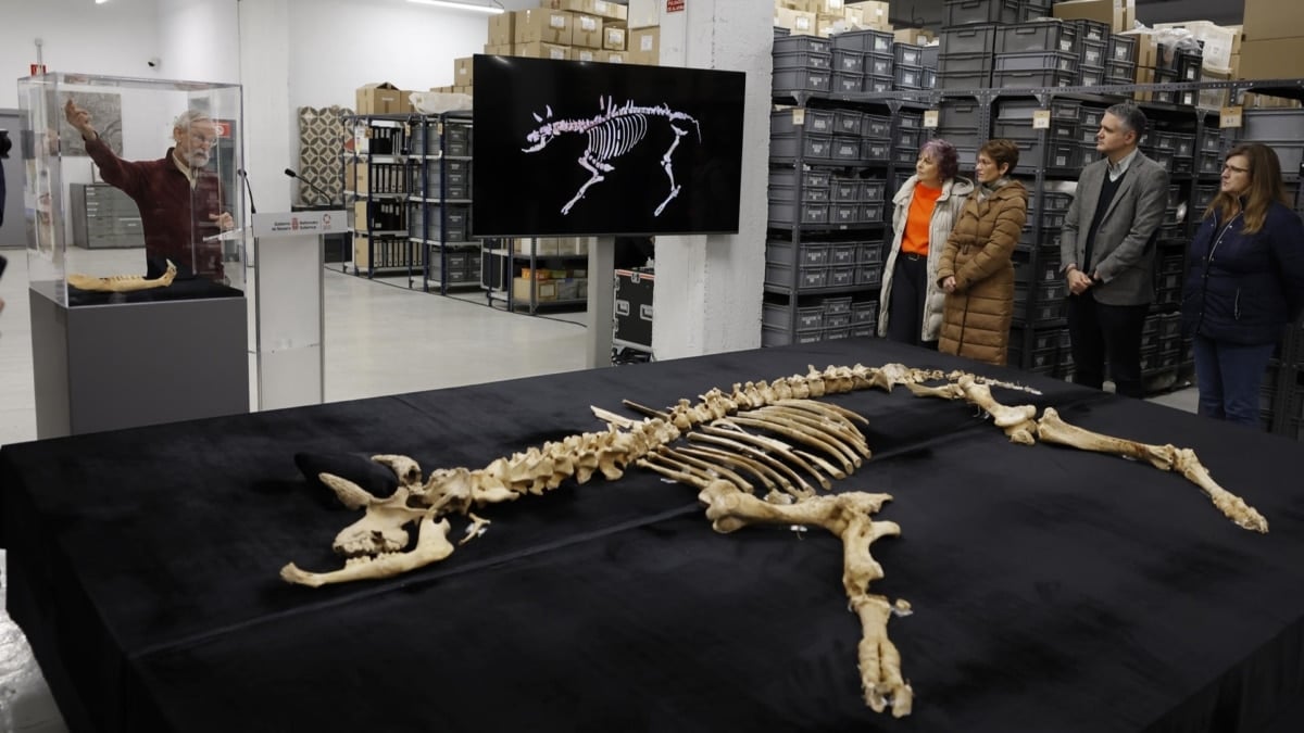 La presidenta navarra, María Chivite, y la consejera de Cultura, Deporte y Turismo, Rebeca Esnaola, escuchan las explicaciones del paleontólogo Jan van der Made del Museo de Ciencias Naturales-CSIC sobre el hallazgo del bisonte de Urbasa.