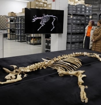 ¿Un bisonte europeo en Navarra? El hallazgo "excepcional" que abre nuevas hipótesis [...]