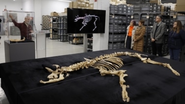 ¿Un bisonte europeo en Navarra? El hallazgo "excepcional" que abre nuevas hipótesis sobre la fauna prehistórica en la Península