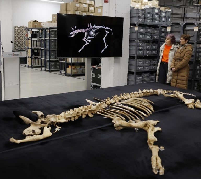 ¿Un bisonte europeo en Navarra? El hallazgo "excepcional" que abre nuevas hipótesis sobre la fauna prehistórica en la Península