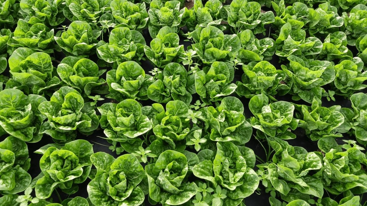 Cultivos de lechugas de Ametller Origen