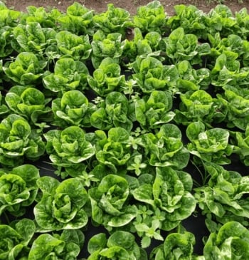 La cerveza que regenera el campo: residuos convertidos en fertilizante