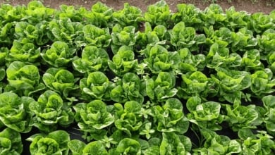 La cerveza que regenera el campo: residuos convertidos en fertilizante