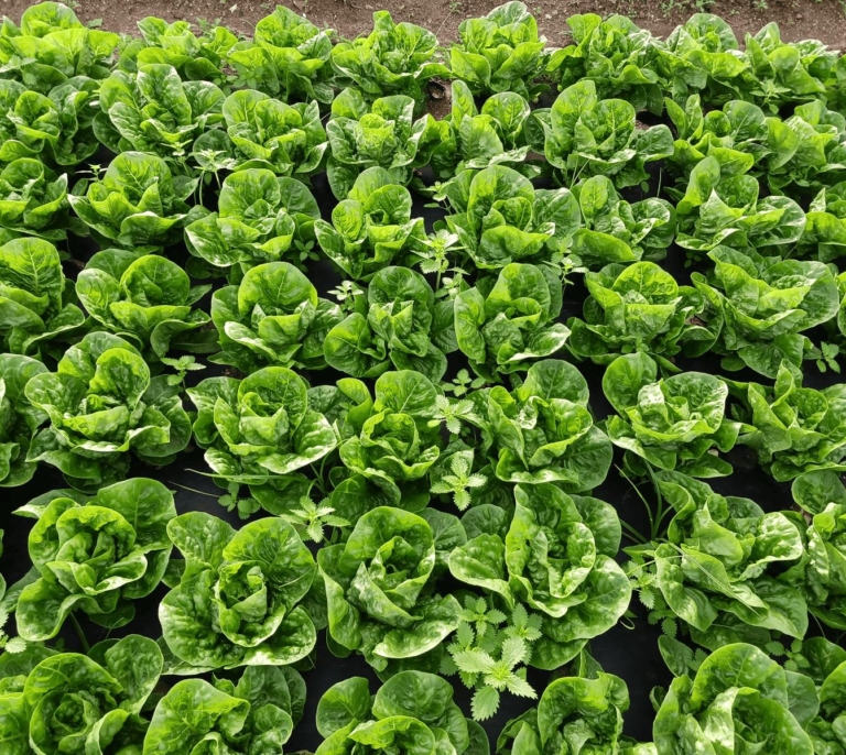 La cerveza que regenera el campo: residuos convertidos en fertilizante