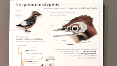 Con pico dentado y parientes chinos: el ave prehistórica de Cuenca que completa el mapa ornitológico del cretácico europeo