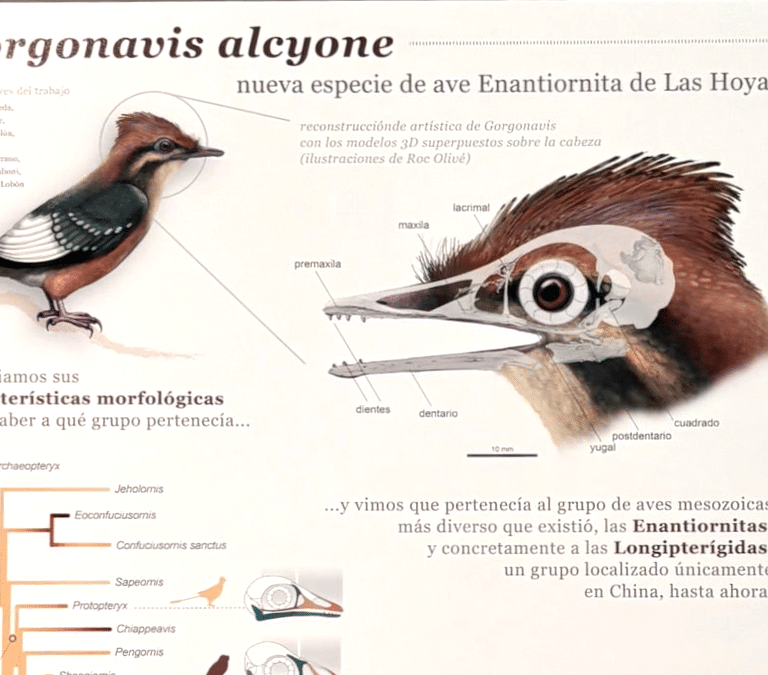 Con pico dentado y parientes chinos: el ave prehistórica de Cuenca que completa el mapa ornitológico del cretácico europeo