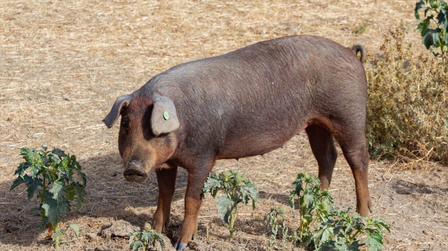 Sorry! Image not available at this time