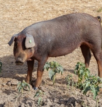 Detectado un caso de gripe porcina en una persona en Lleida