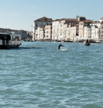 Lo que los biólogos han aprendido de los humanos estudiando un delfín [...]