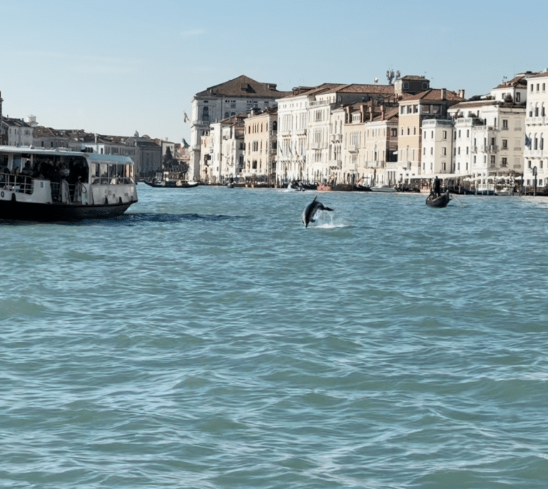 Lo que los biólogos han aprendido de los humanos estudiando un delfín en la laguna de Venecia