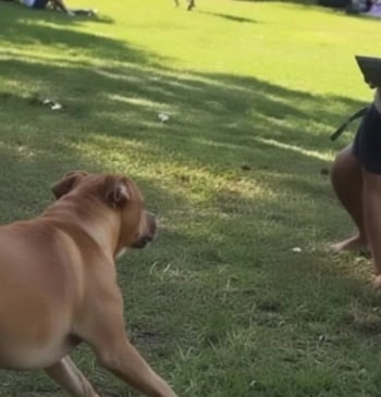 Imagen de un therian jugando con un perro