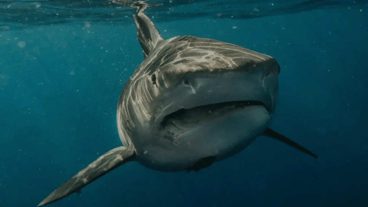 Imagen del tiburón blanco avistado en el Mediterráneo