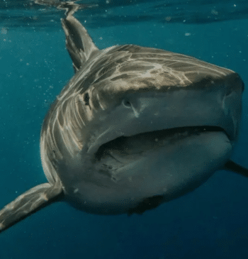 Imagen del tiburón blanco avistado en el Mediterráneo