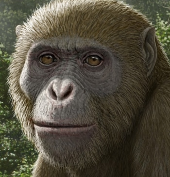 Encuentran al antepasado común de todos los simios modernos (nosotros incluidos)