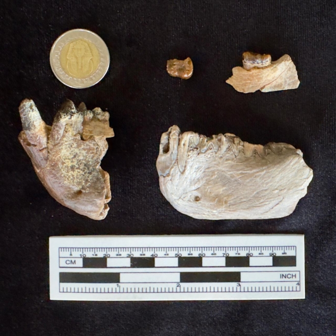 Fragmentos de mandíbula del Masripithecus moghraensis.  