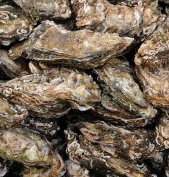 El sector de las ostras pone en valor la diversidad del medio [...]