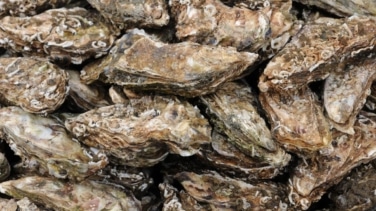 El sector de las ostras pone en valor la diversidad del medio acuático y gana espacio en el mercado urbano