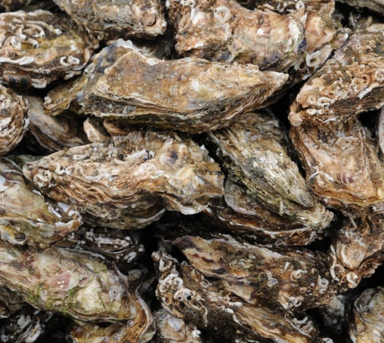 El sector de las ostras pone en valor la diversidad del medio acuático y gana espacio en el mercado urbano