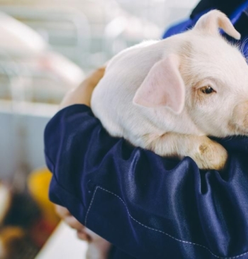 TÜV SÜD y Adespofa acreditan que más de 150 explotaciones porcinas de [...]