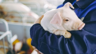 TÜV SÜD y Adespofa acreditan que más de 150 explotaciones porcinas de Murcia desarrollan su actividad de manera respetuosa con el medio ambiente