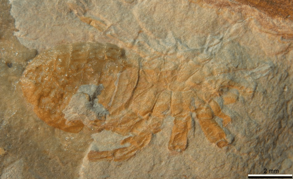 Cara ventral del fósil hallado en Santa Marina de Torre.