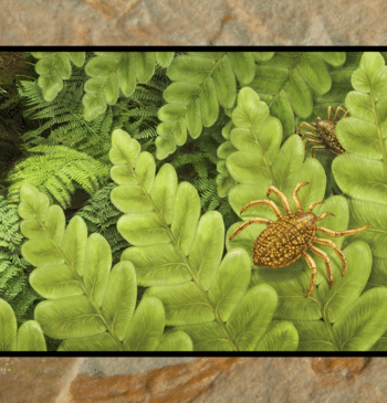 Los pequeños arácnidos depredadores que vivieron en El Bierzo cuando el noroeste [...]