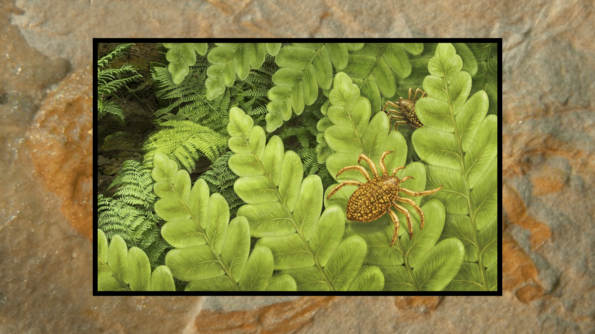 Los pequeños arácnidos depredadores que vivieron en El Bierzo cuando el noroeste de León era un bosque tropical