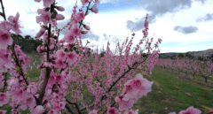 La escapada de fin de semana para celebrar una de las floraciones más espectaculares de la primavera
