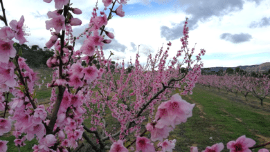 La escapada de fin de semana para celebrar una de las floraciones más espectaculares de la primavera