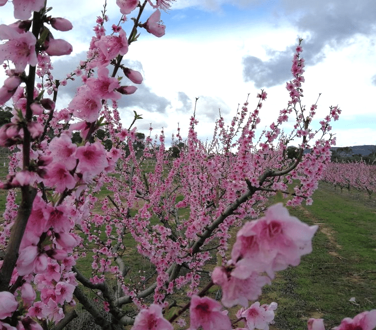 La escapada de fin de semana para celebrar una de las floraciones más espectaculares de la primavera