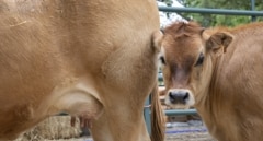 Castilla y León prorroga hasta el 31 de mayo las medidas frente a la dermatosis nodular contagiosa