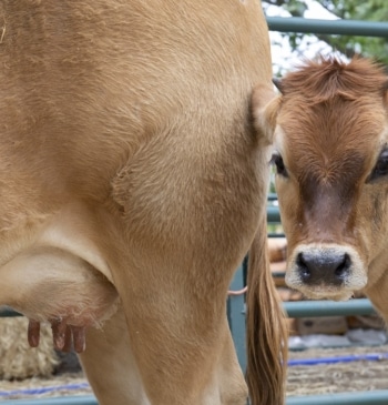 Castilla y León prorroga hasta el 31 de mayo las medidas frente [...]