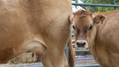 Castilla y León prorroga hasta el 31 de mayo las medidas frente a la dermatosis nodular contagiosa