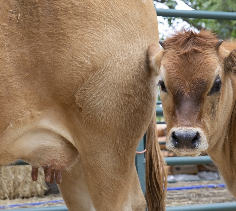 Castilla y León prorroga hasta el 31 de mayo las medidas frente a la dermatosis nodular contagiosa