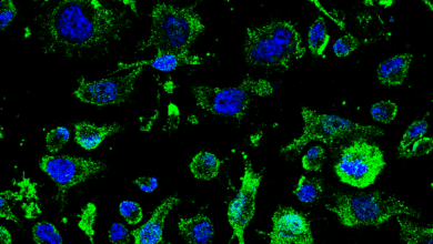 Un fármaco del CSIC que podría cambiar el curso de la ELA inicia su ensayo en humanos 