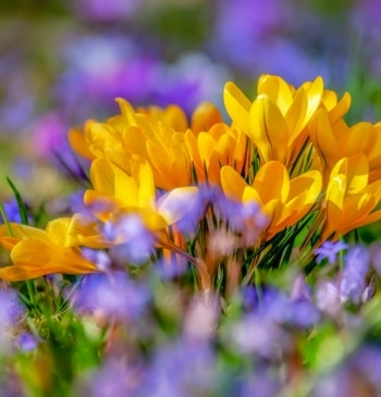 Estas son las provincias españolas con alerta por alto nivel de polen [...]