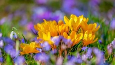 Estas son las provincias españolas con alerta por alto nivel de polen esta primavera