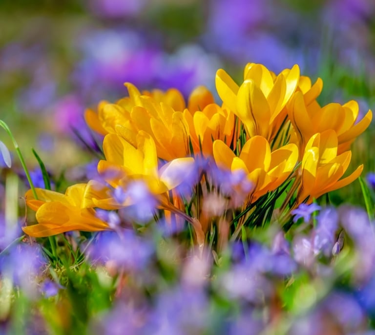 Estas son las provincias españolas con alerta por alto nivel de polen esta primavera