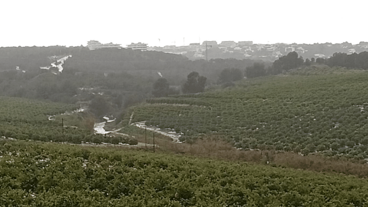 La Generalitat elimina 9.500 metros cuadrados de caña invasora en la sierra Escalona para favorecer la recuperación de especies protegidas como el búho real