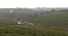 La Generalitat elimina 9.500 metros cuadrados de caña invasora en la sierra Escalona para favorecer la recuperación de especies protegidas como el búho real