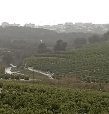 La Generalitat elimina 9.500 metros cuadrados de caña invasora en la sierra [...]