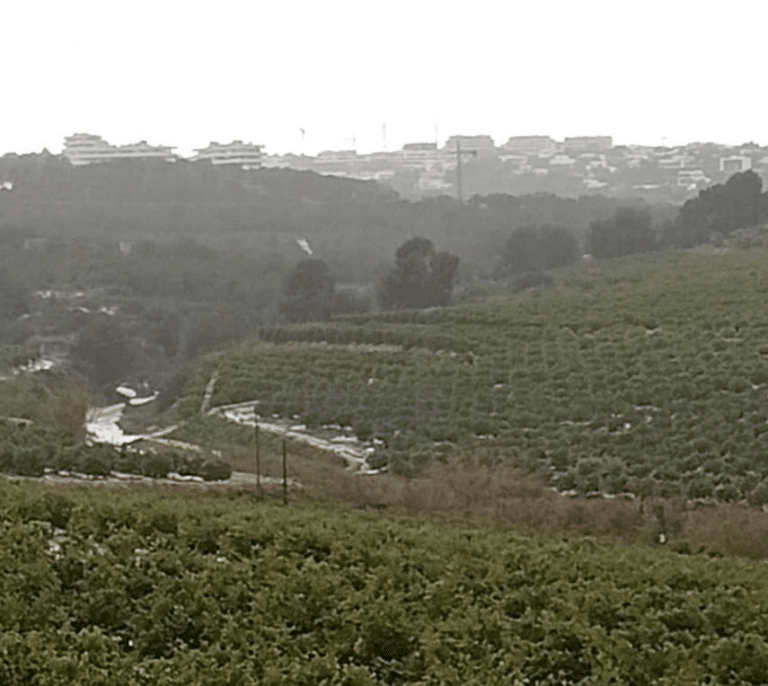 La Generalitat elimina 9.500 metros cuadrados de caña invasora en la sierra Escalona para favorecer la recuperación de especies protegidas como el búho real