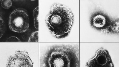 La vacuna que promete ser un escudo contra el infarto y las demencias como el alzhéimer (y tienes en tu centro de salud)