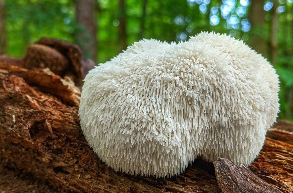 Para qué sirve la melena de león y cuales son sus beneficios