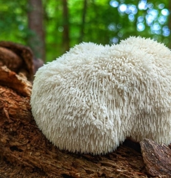 Para qué sirve la melena de león y cuales son sus beneficios