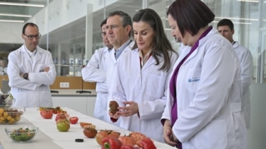 Letizia, con bata blanca y entre tomates: las mejores imágenes de la visita de la reina al invernadero "milagro" de Almería