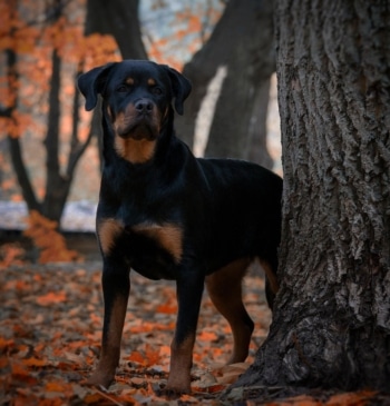 La amenaza primaveral que pone en riesgo a tus perros